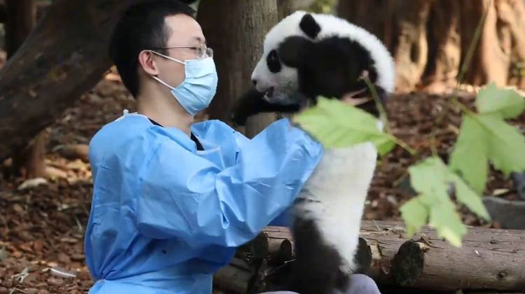 转存解压视频！果然熊猫还是小的好拿捏