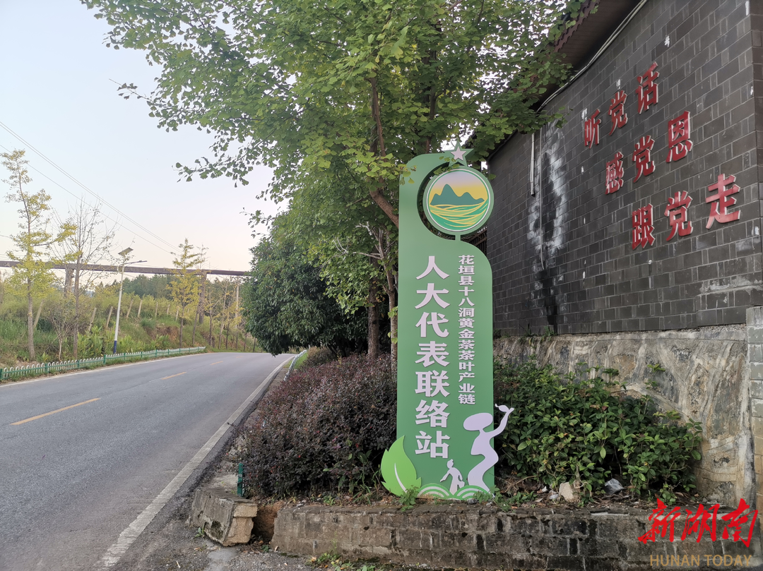 履代表之责 助经济“企”航②｜从“绿叶”到“金叶” ，十八洞黄金茶的“破圈”密码