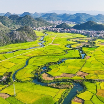 View of Paddy Rice Fields in Harvest Season