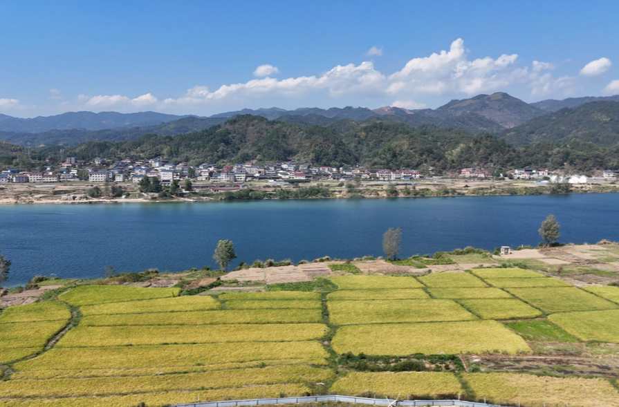 辰溪县：科技赋能 全程托管 龙头庵乡千亩良田迎来丰收