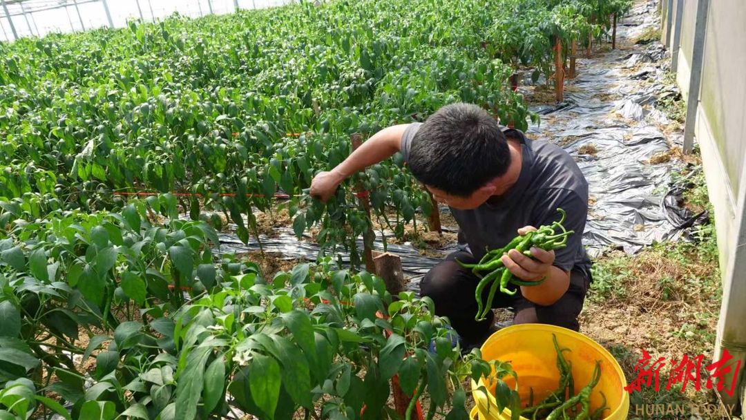 双峰青树坪镇：“一棚多用”循环农业模式效益显著