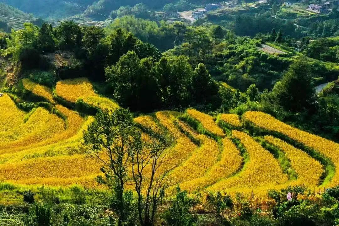 喻子英 | 这一方山水 这一方人——《我的故乡上塔市》读后