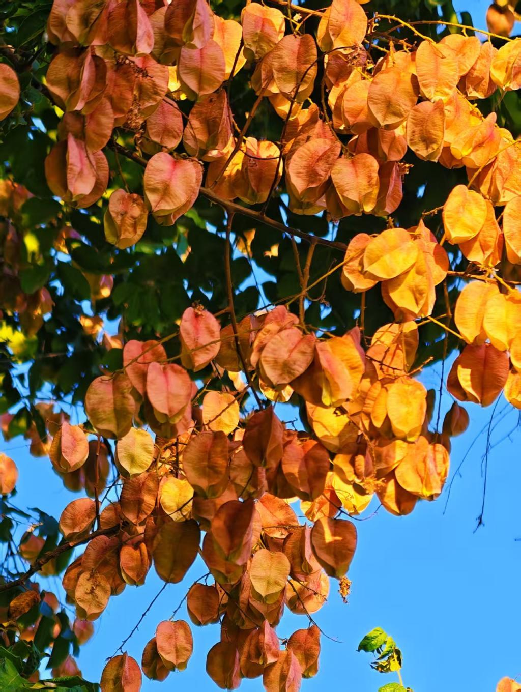 最爱京华秋色浓！北京初秋的浪漫，藏在这些瞬间