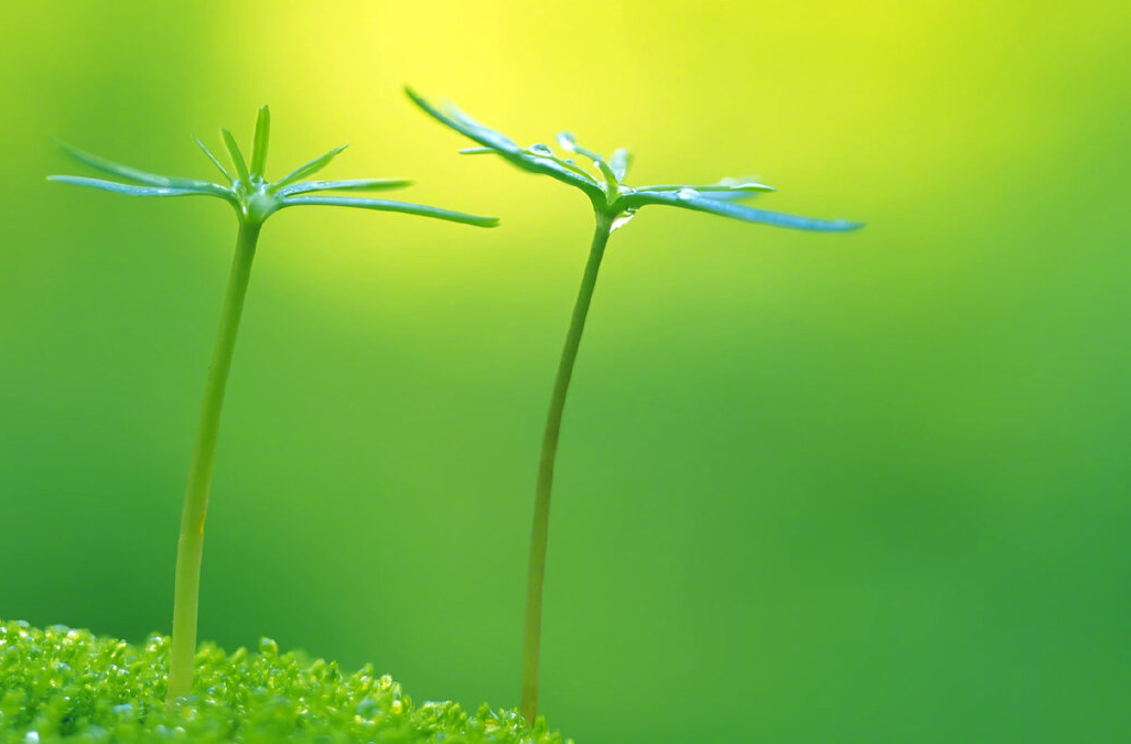 一粒种子的文明史诗：一个大一新生的种业启蒙与文明叩问
