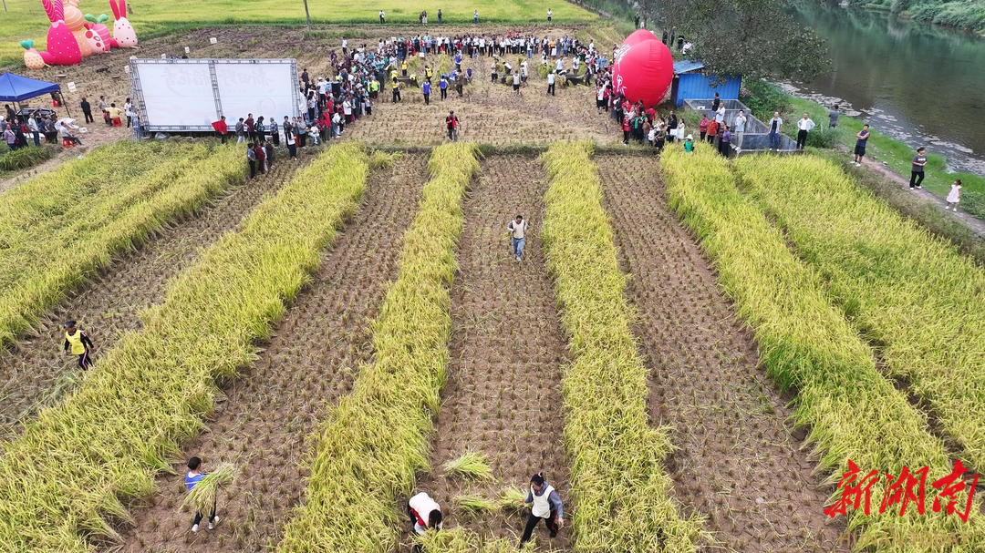 廖家村镇秋收札记——新田野稻花香六章