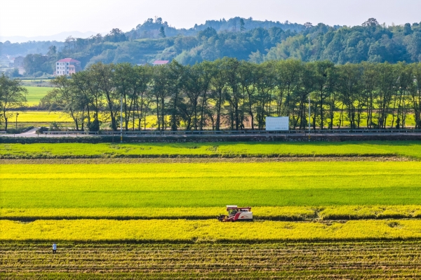 晚稻迎豐收
