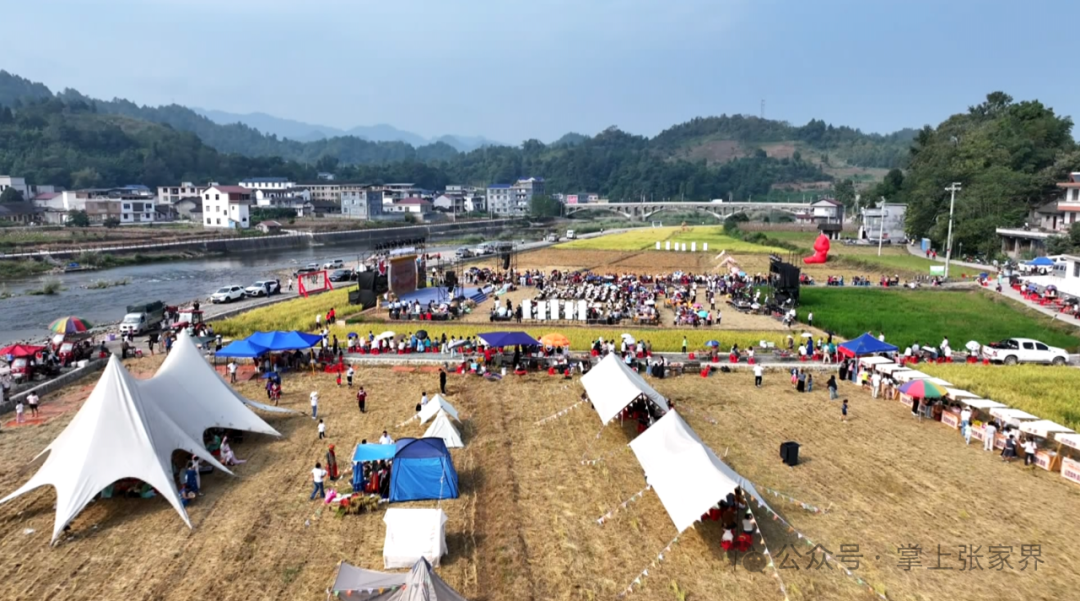割稻打谷、市集露营、千人打平伙！桑植廖家村镇的秋收日太“嗨”了