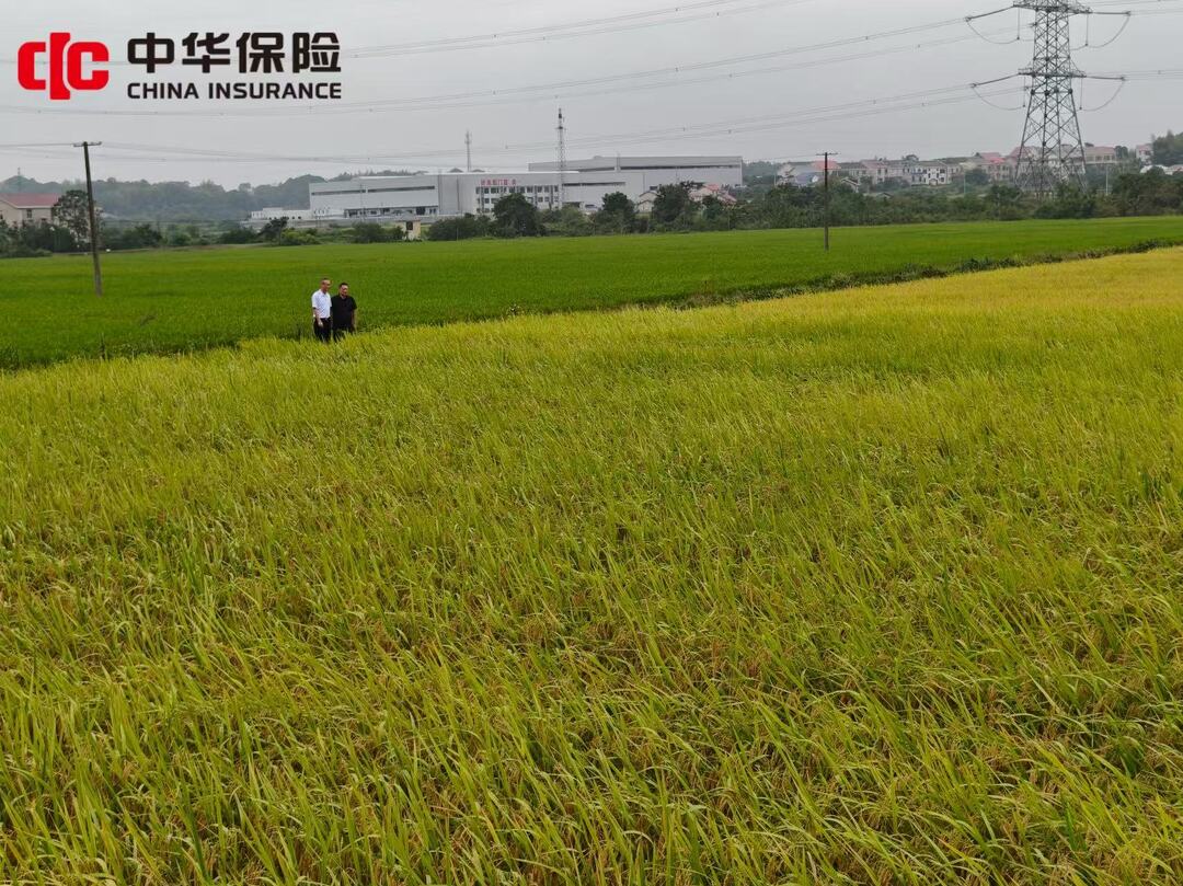 中华财险长沙县支公司创新承保 为镉低水稻护航