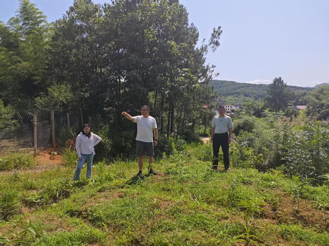 邵阳县罗城乡：党建红引领林下经济发展新路径