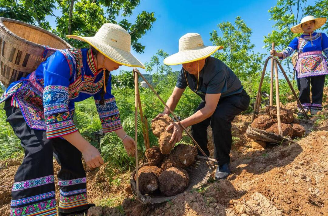 中国茯苓看靖州——写在第四届全国茯苓大会暨中医药ISO国际标准应用大会召开之际