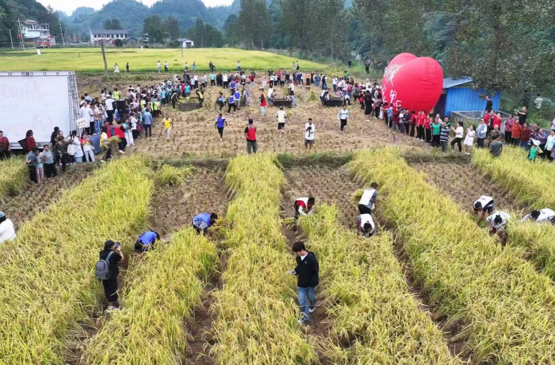 靠“山上换山下”，桑植廖家村镇把“靠天吃饭田”种成“增收金疙瘩”
