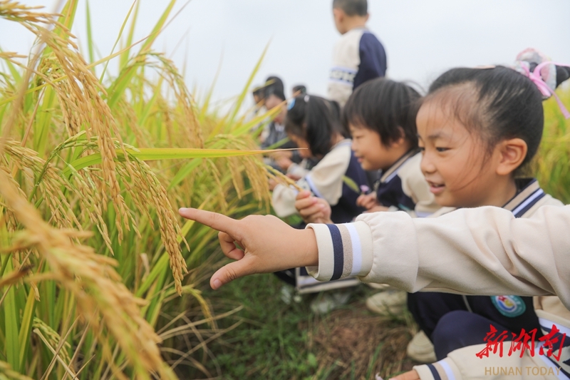 普及粮食知识 迎接世界粮食日