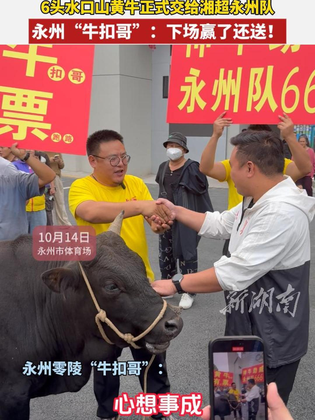6头水口山黄牛赠永州队，零陵“牛扣哥”：送真牛不吹牛，下场赢了还送！