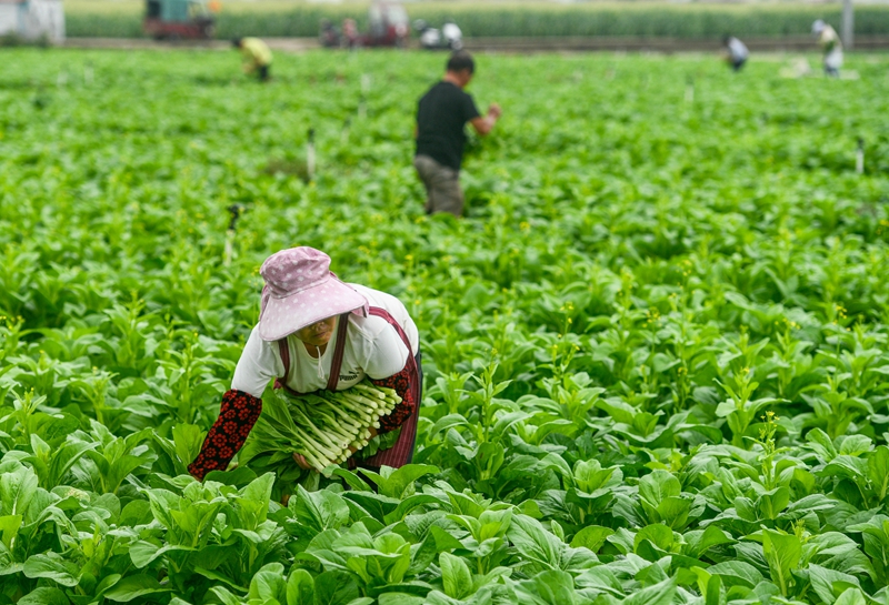 头茬秋冬播蔬菜迎来收获期