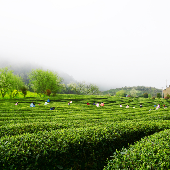 我省红茶年综合产值逾280亿元@湖南日报要闻