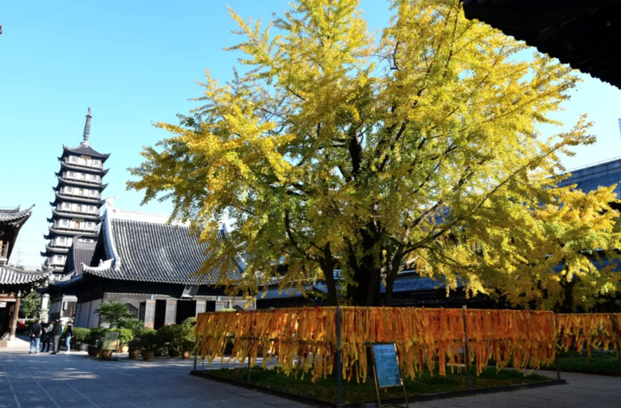 上海700年寺庙突然走红，因为殿前650岁的“老人家”