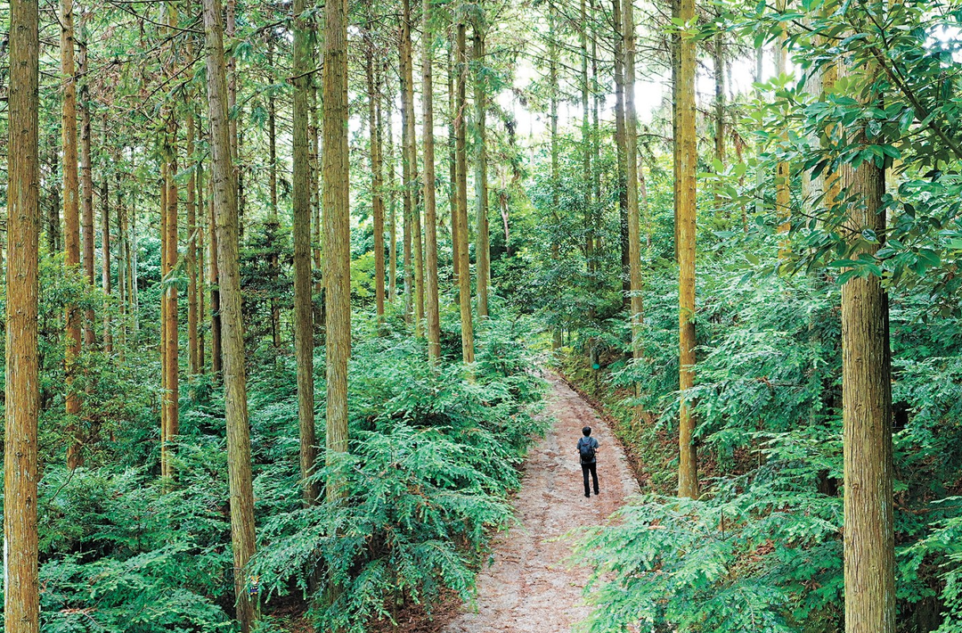 首创引领 做好深化集体林改大文章