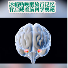 今日科普｜冰箱贴唤醒旅行记忆，背后藏着脑科学奥秘