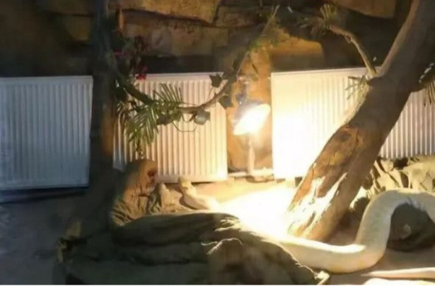 Reptile House of Changsha Ecological Zoo Temporarily Closed for Upgrading