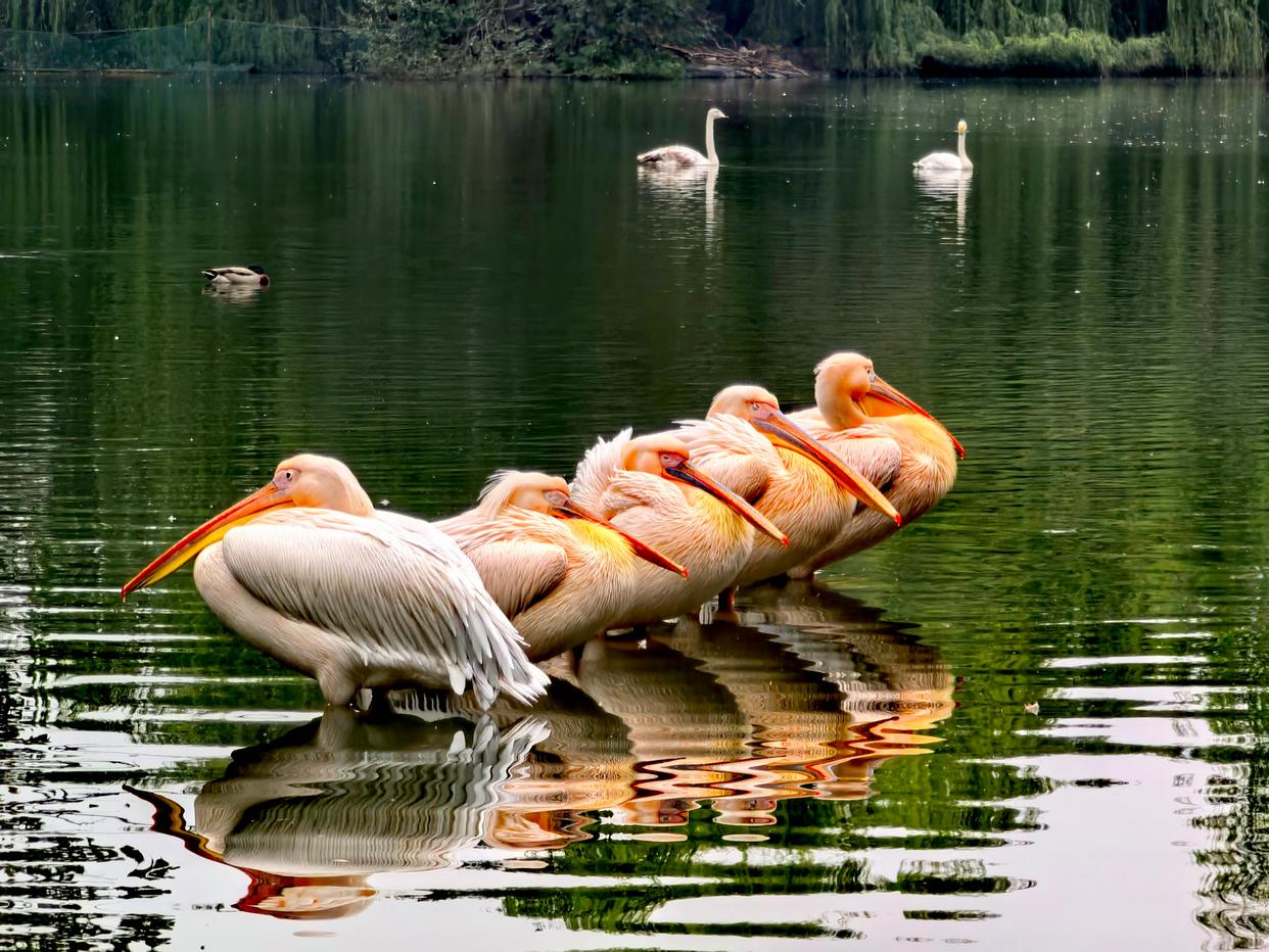 惬意！秋游北京动物园，看鸟儿舞动，进入童话世界