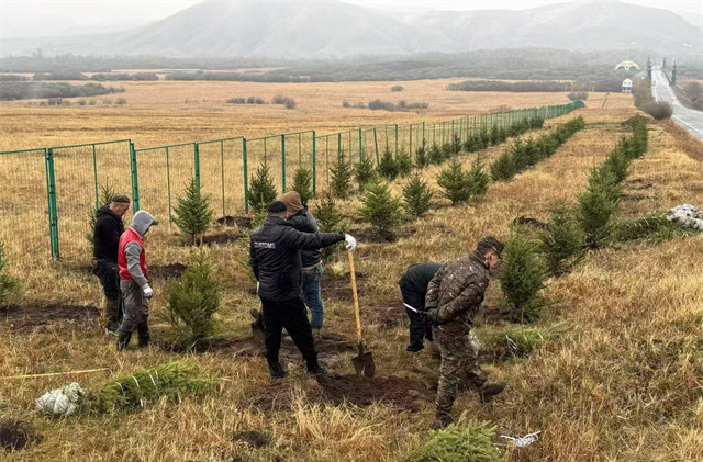 Letter of Thanks from Mongolia to Huaihua for Fir Sapling Donation