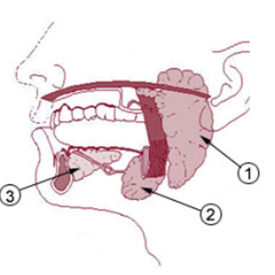 睡觉爱流口水的人，当心这 4 种病找上门！