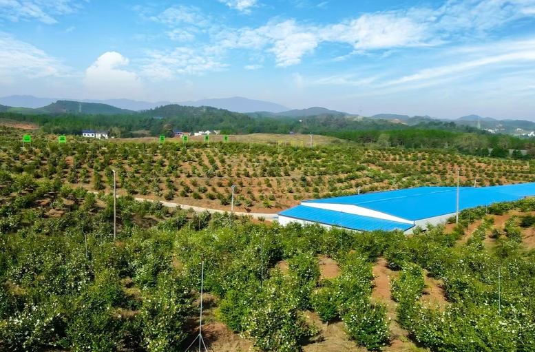 金色的馈赠——走进攸爱万亩山茶籽基地