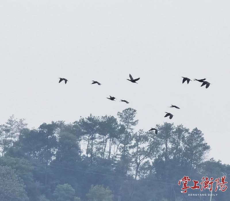 鸬鹚踏波来,衡南江口鸟洲迎来首批冬候鸟