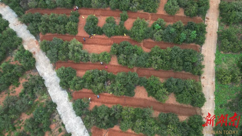 新田：“油茶+中药材”模式发展林下经济