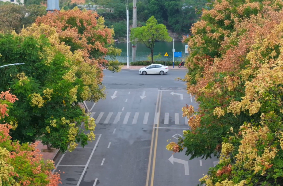 视频│中方县：栾树伴秋风 诗意满街衢
