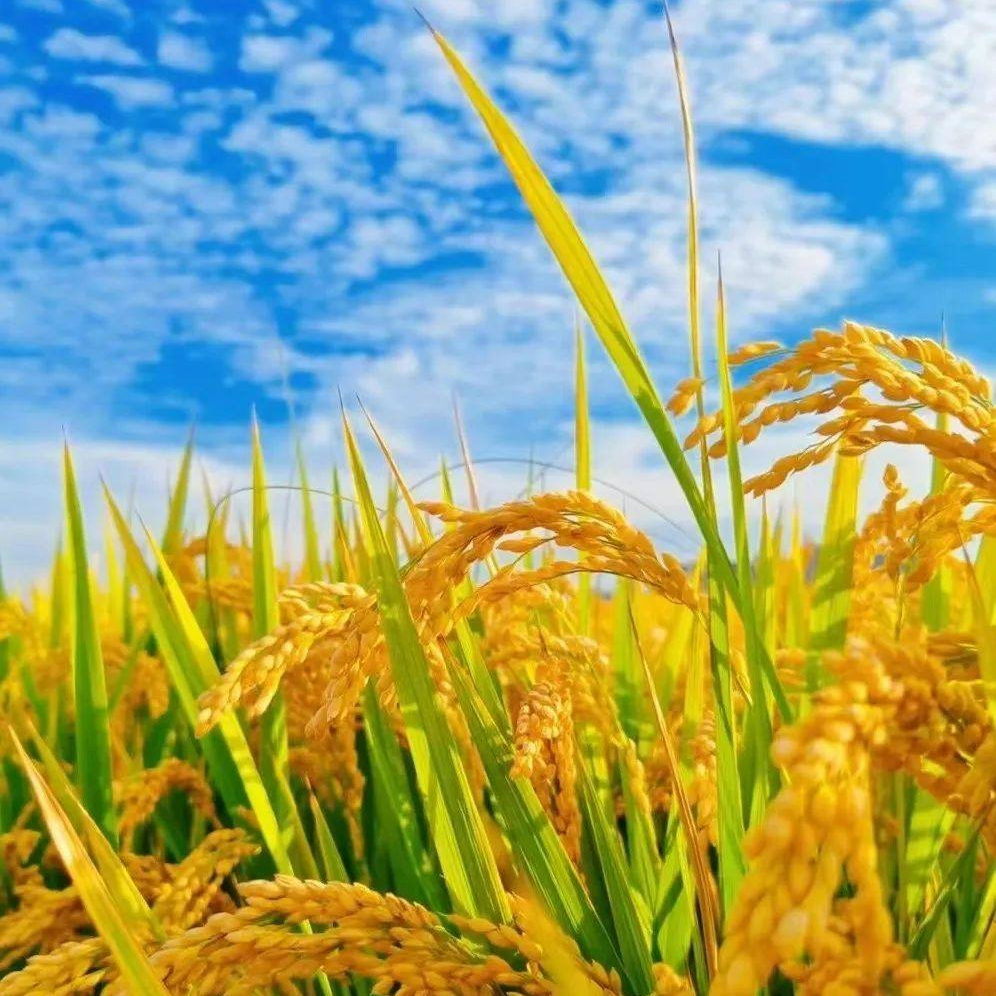 桑植县廖家村镇：监督护航助力水稻丰收