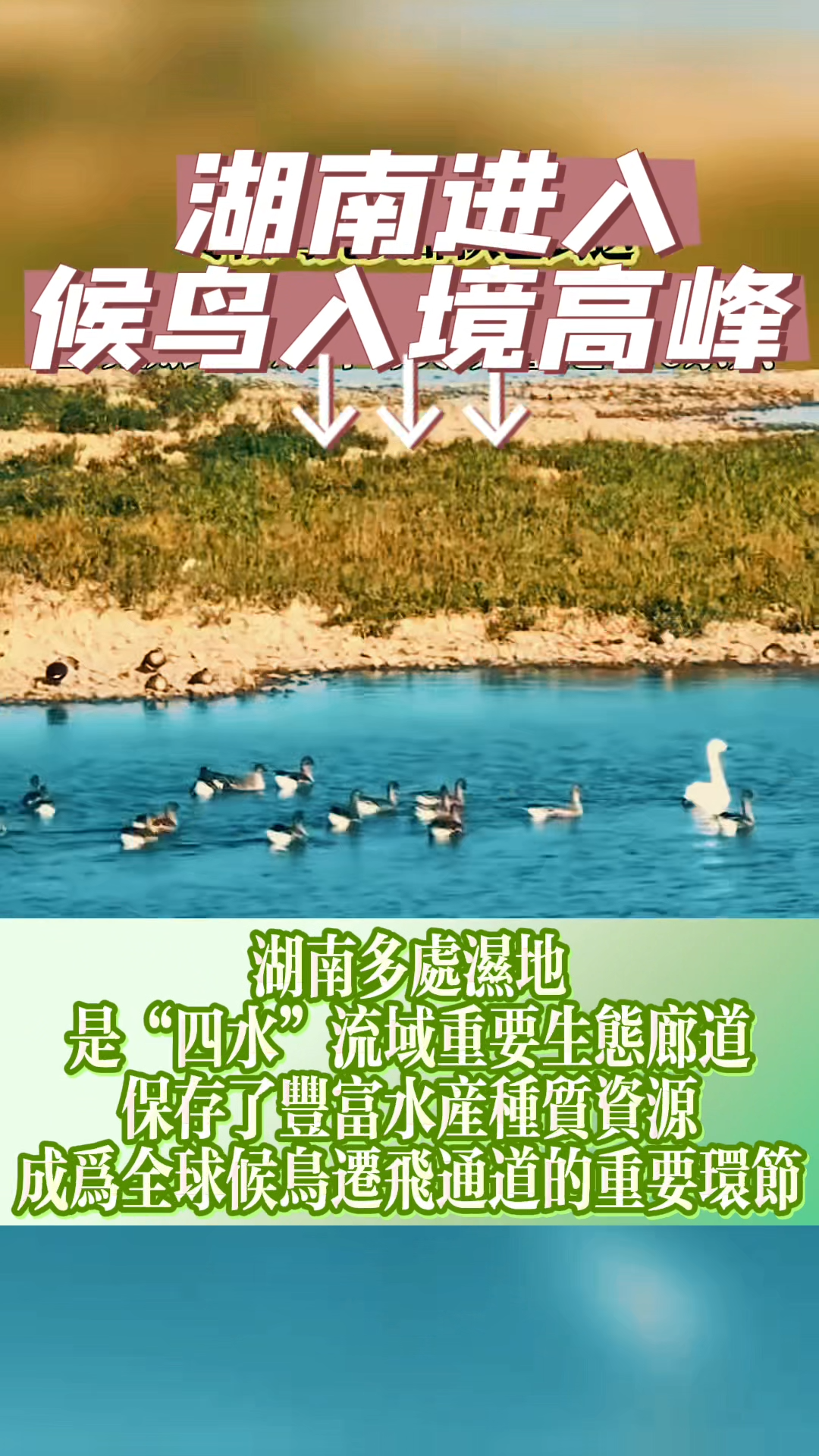 你爱看的鸟，已经抵达湖南境内！