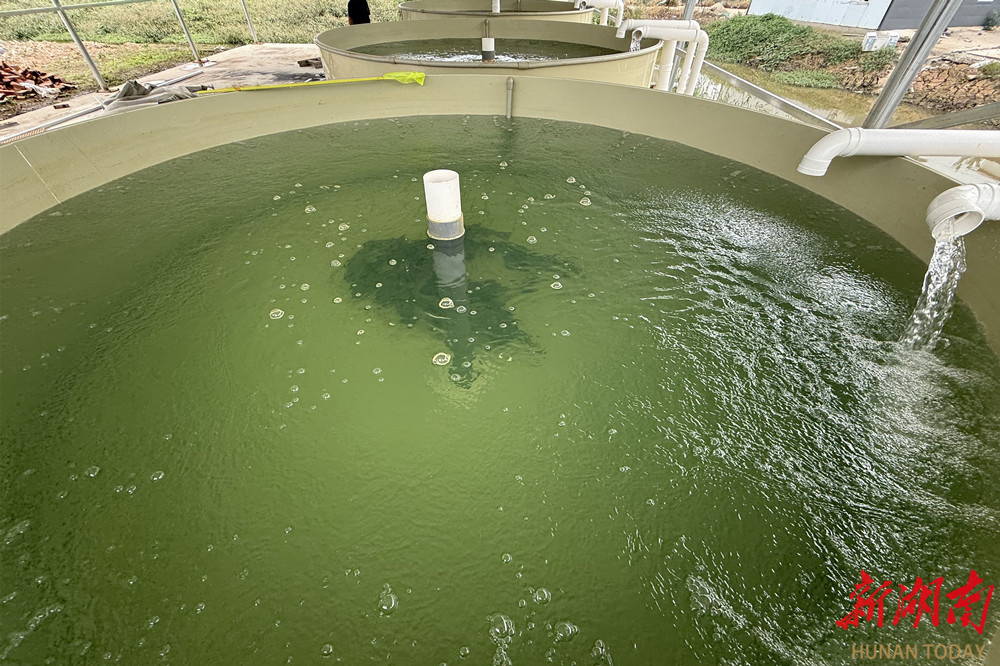 支部建在产业上③丨白芷湖社区：“生态鱼”掀起“致富浪”