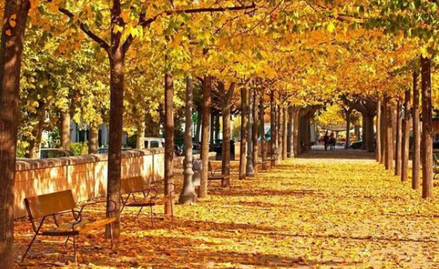 观点 | “捡秋”风潮何以成为文旅新秀