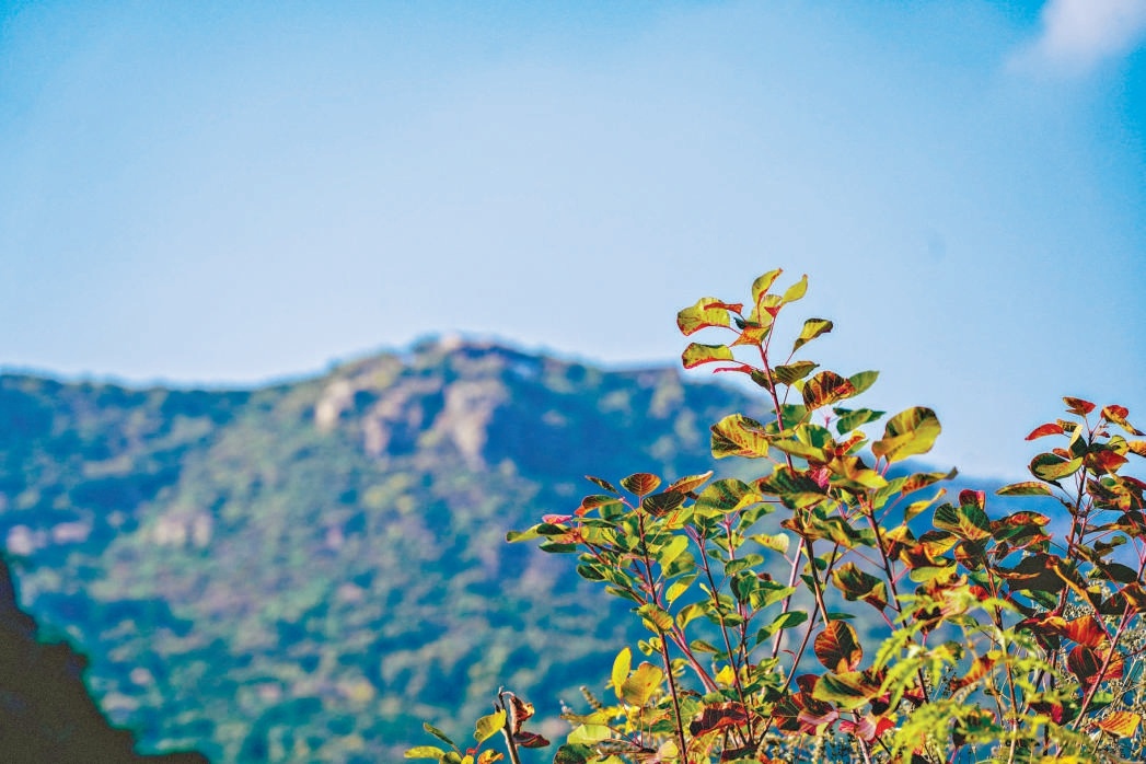 北京香山红叶节17日开幕 红叶初妆 待客来