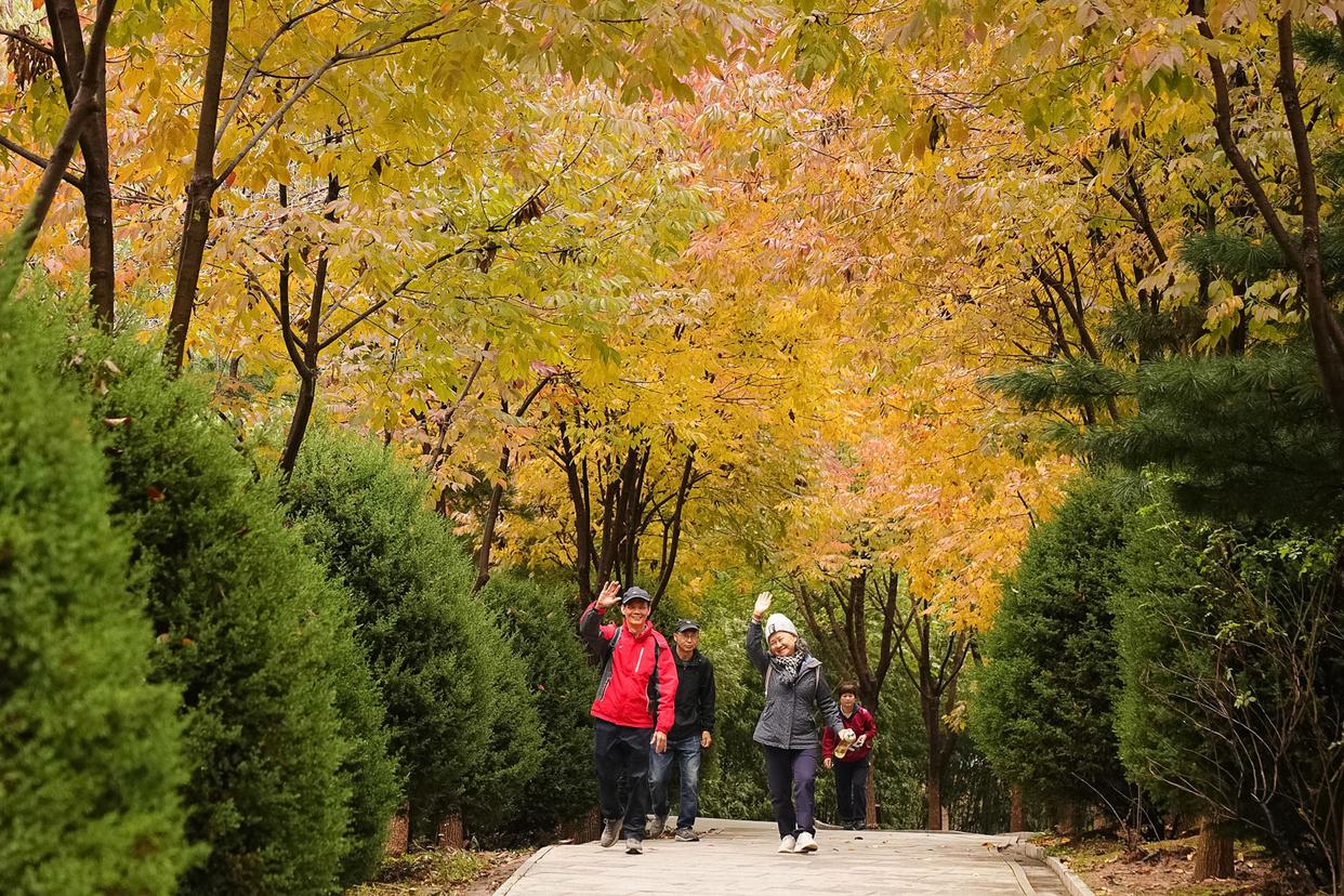 黄叶红花秋色浓,北宫国家森林公园迎来彩叶最佳观赏期