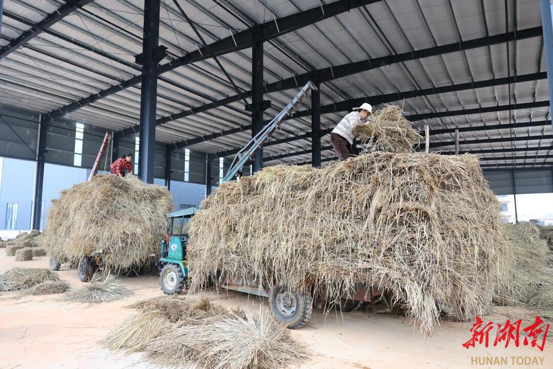 赫山区推进秸秆综合利用 已具备10万吨以上秸秆处理能力|湖南日报