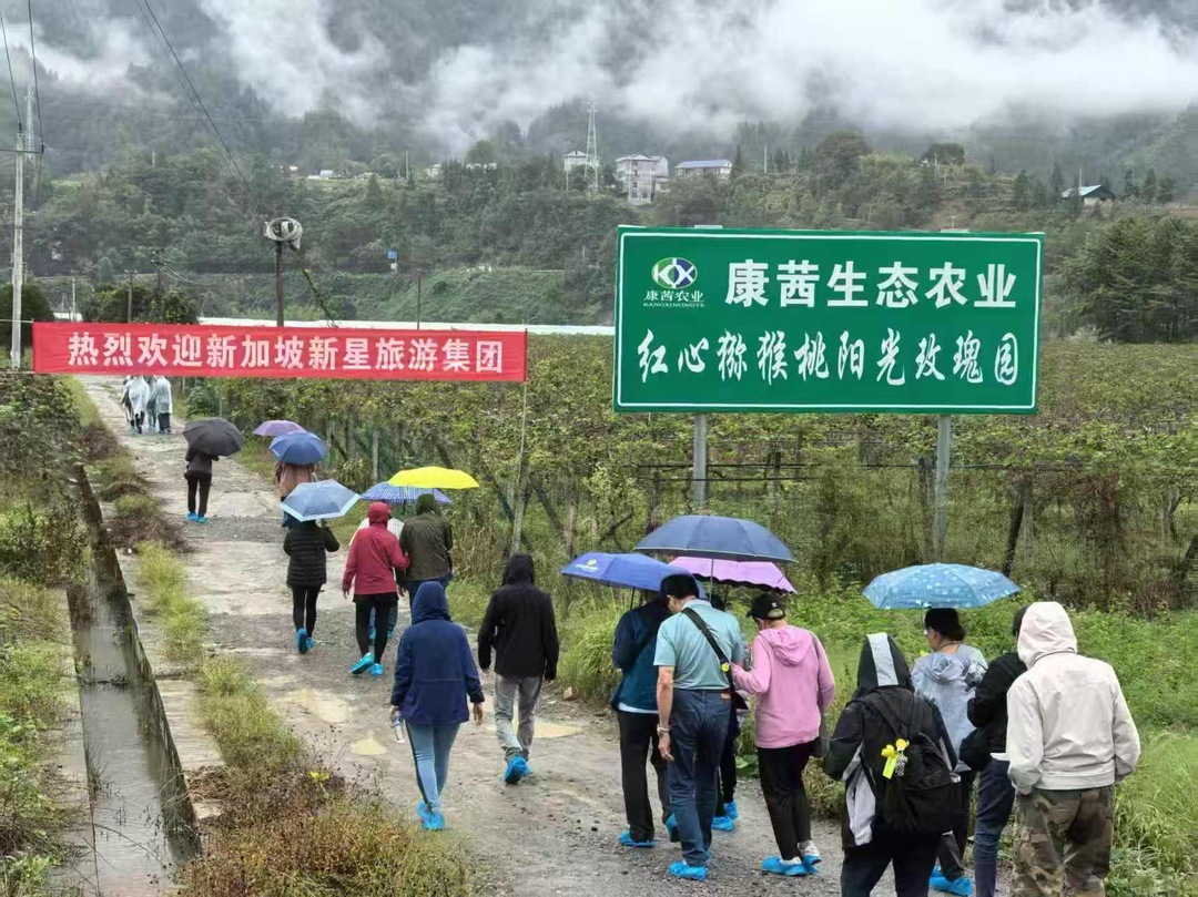 桑龙高速引“新”客！新加坡旅游团打卡陈家河，农园里尝鲜又下单