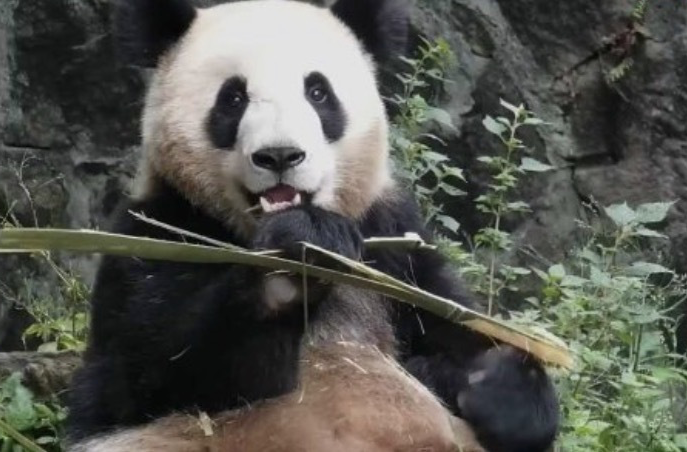 可可爱爱！丫丫每周吃播更新