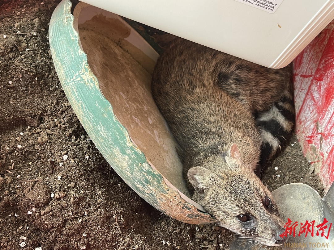 国家一级保护动物小灵猫现身居民区@湖南日报要闻