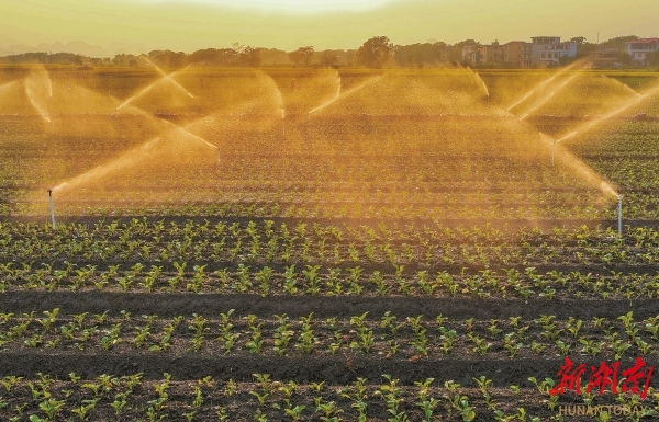 节水灌溉促增收@湖南日报图片新闻