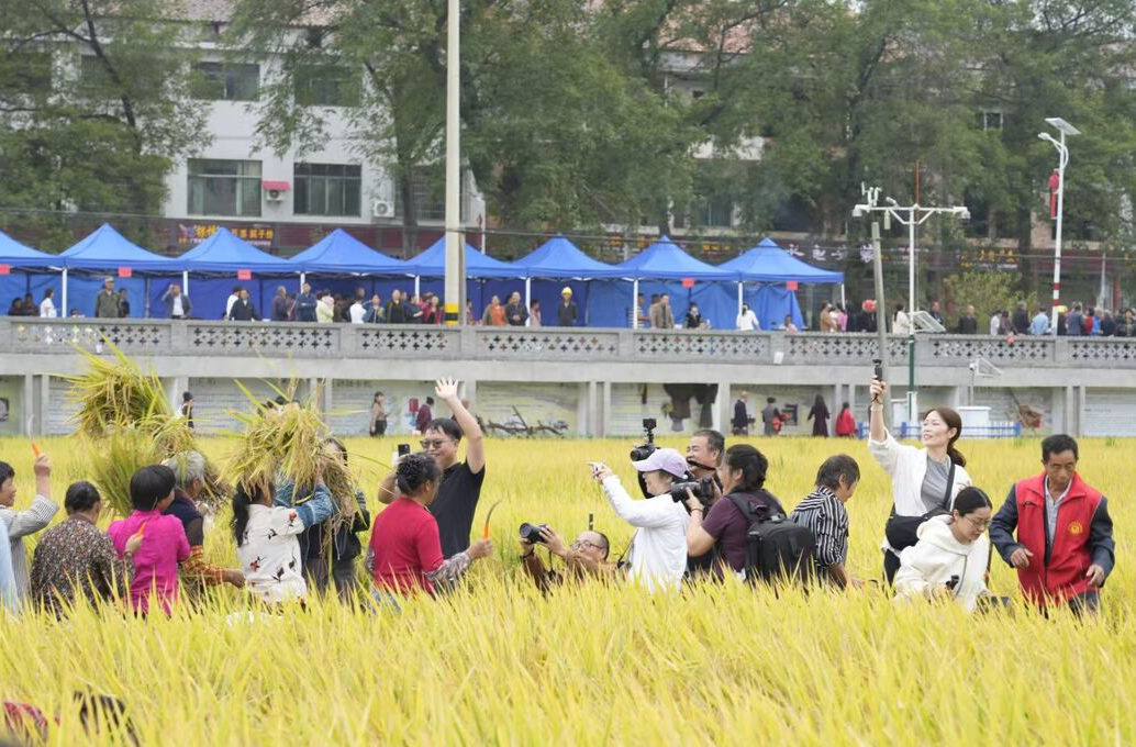 风吹稻浪庆丰收！双峰县荷叶镇田野艺术嘉年华开幕