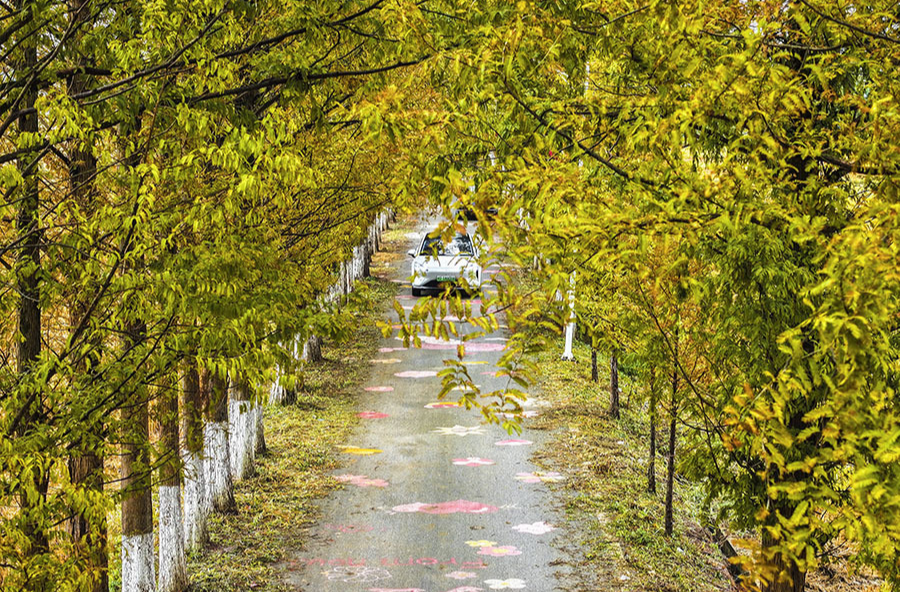 田园诗路绘秋韵