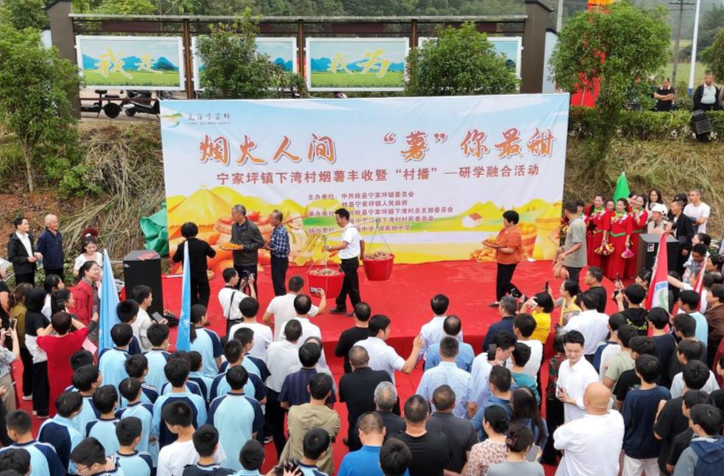 攸县宁家坪镇：“小烟薯”绘就“大丰收”的田园画卷