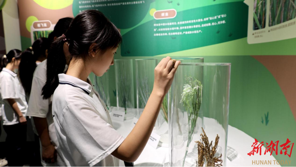 如何理解粒粒皆辛苦?衡阳县:粮食科技博览馆,引领孩子爱惜盘中餐