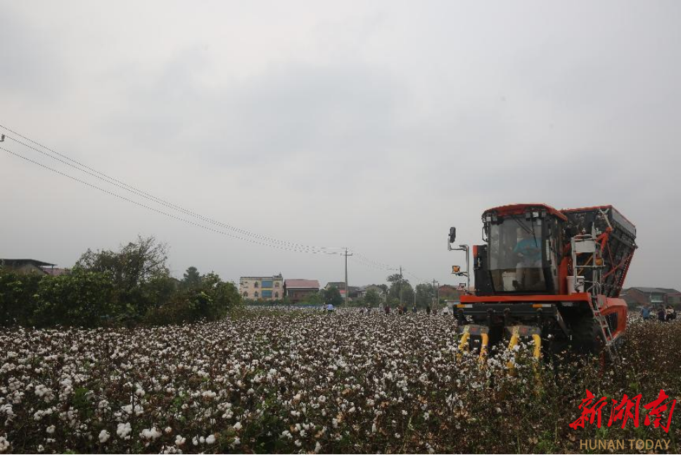 湘南一枝花,棉田飘白金  我省将建设一批高标准机采棉核心示范区
