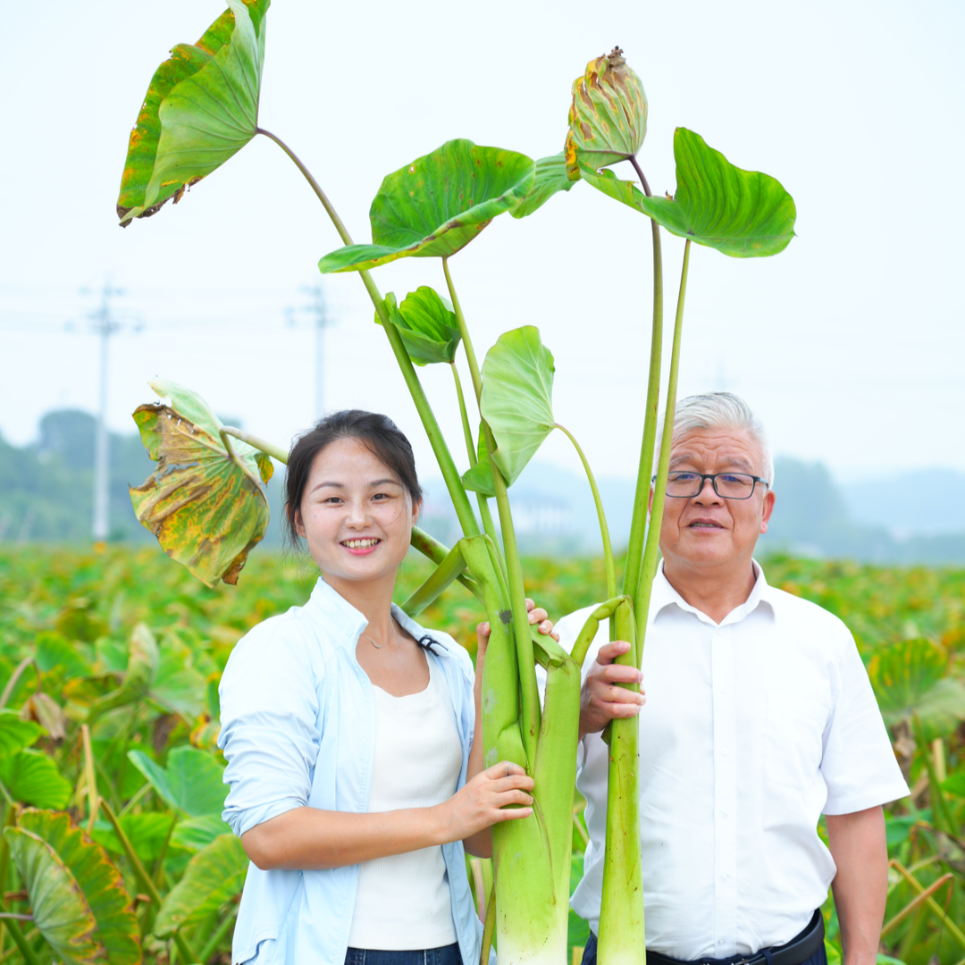 田坎侃丨淤泥里藏着美味，很多人吃过却不认识