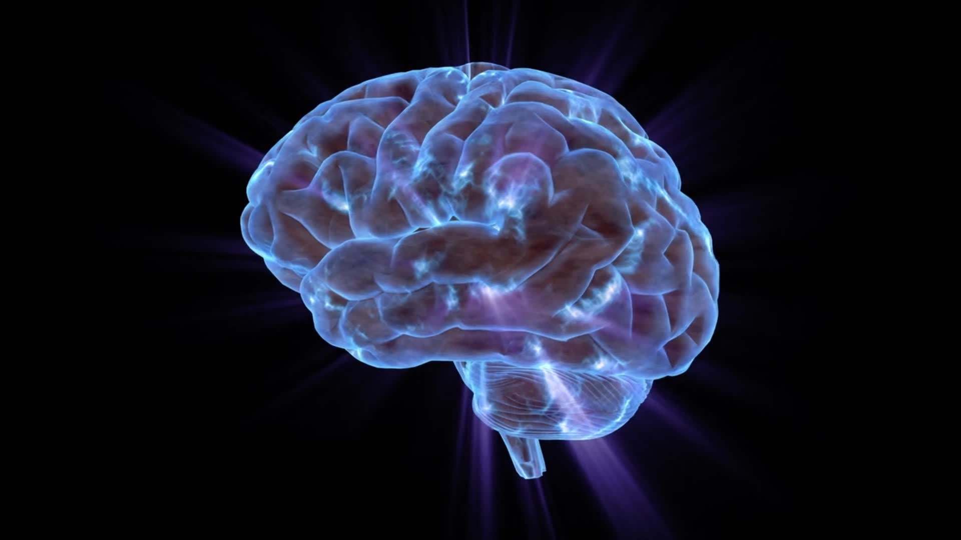 我科学家揭示大脑高效传递信息的奥秘