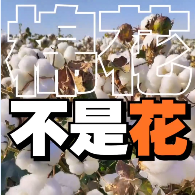 棉花是榴莲“亲戚” 你可能每天都在吃