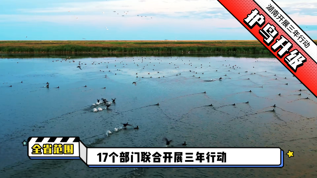 保护标准升级！鸟入湖南保安全